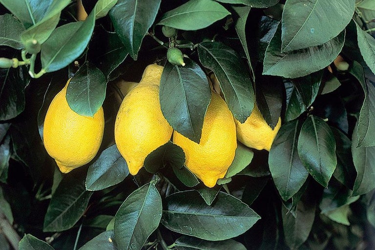 Buy citrus at RHSplants.co.uk