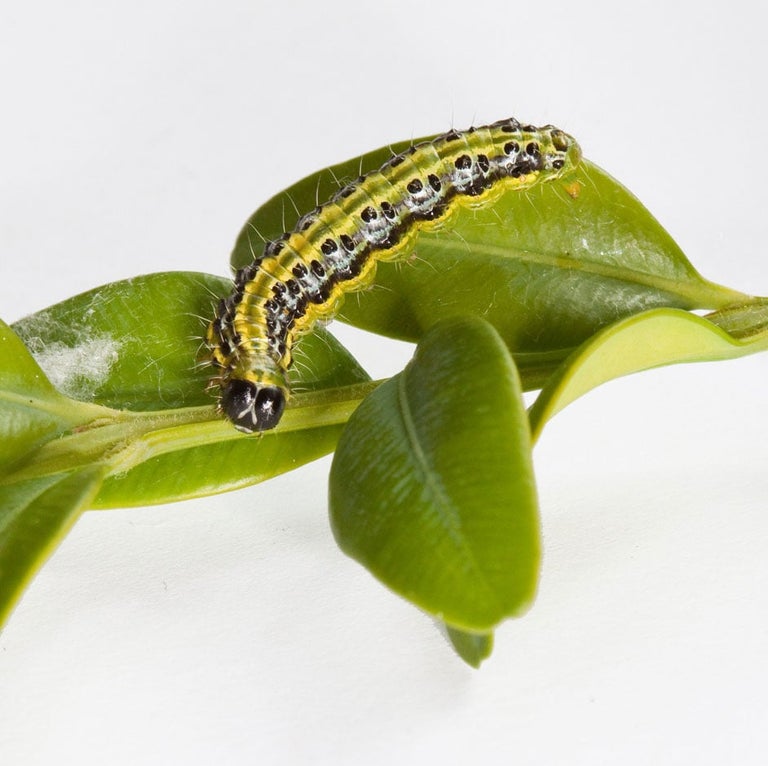 Box tree caterpillar