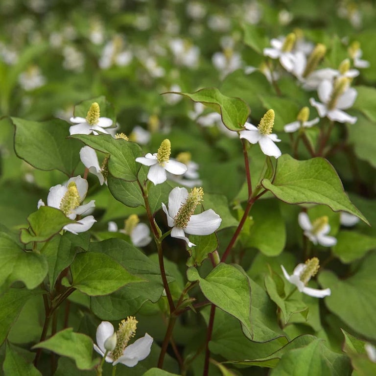 Potentially invasive plants