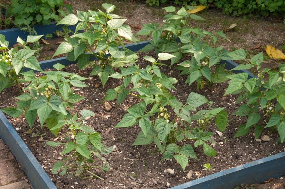 how-to-grow-french-beans-rhs-guide
