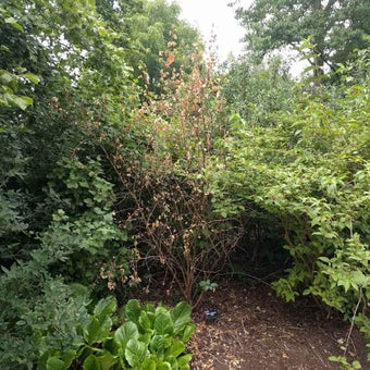 Why has my tree or shrub died?