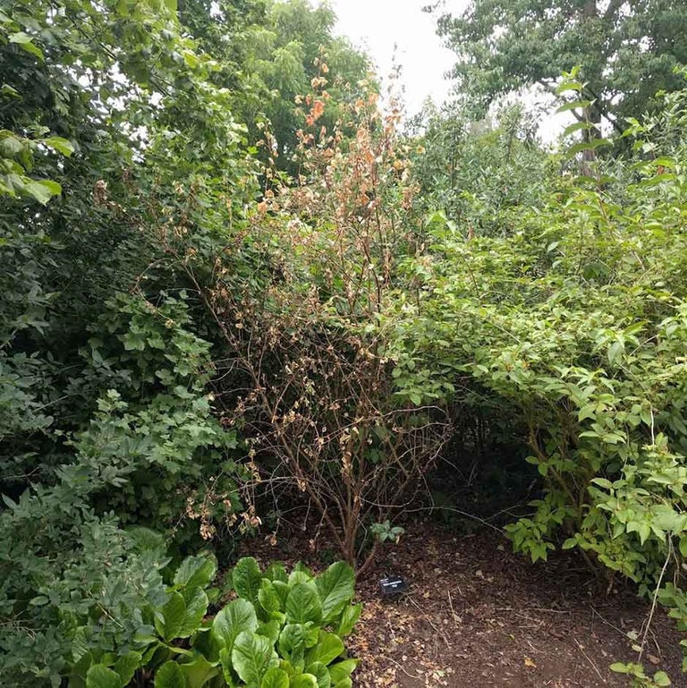 Why has my tree or shrub died?