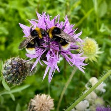 Two white-tailed bumblebees on knapweed