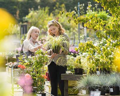 How to choose and buy healthy plants