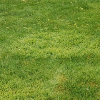 Coarse grasses in lawns
