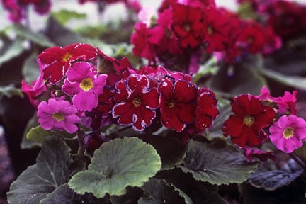 Western flower thrips (<EM>Frankliniella occidentalis</EM>) on <EM>Primula obconica</EM>