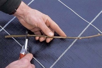 Climbers: taking cuttings