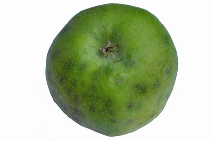 Bitter pit in apples