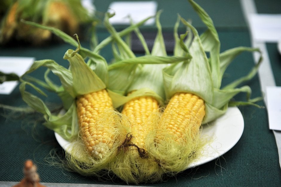 Sweetcorn Sunday How to grow Sweetcorn | RHS Guide