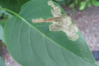 Lilac leaf mining moth