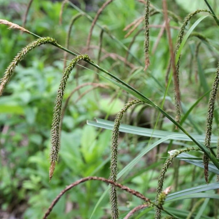 Pendulous sedge