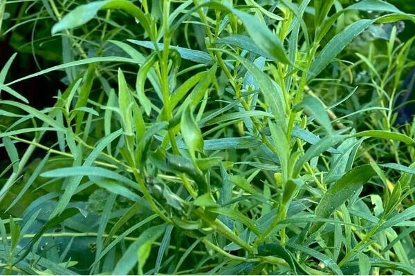Russian tarragon