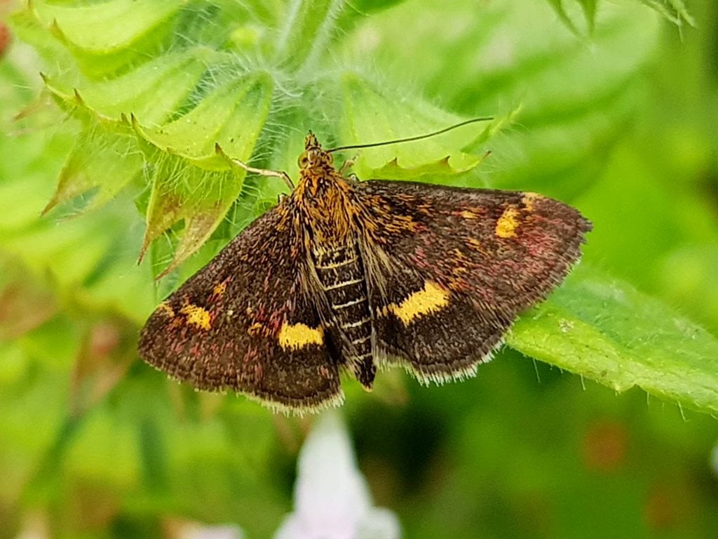 Mint moth