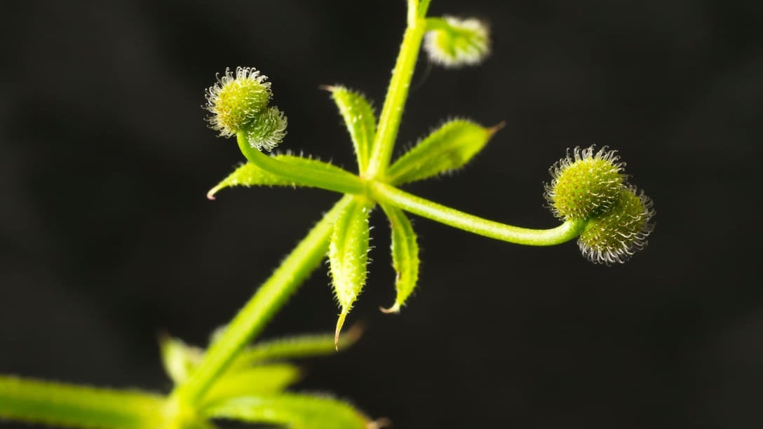 Cleaver Tree Cleavers | RHS Advice