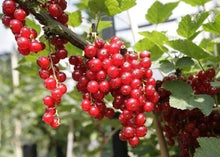 Redcurrants are attractive as well as productive