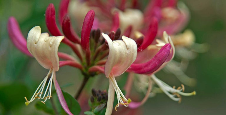 Climbing honeysuckle