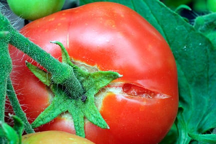 Tomatoes: fruit splitting and cracking