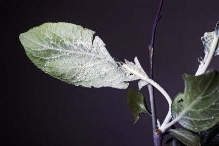 Spotted Wing Drosophila: Fruit Fly Control | RHS Advice