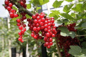 How to grow redcurrants