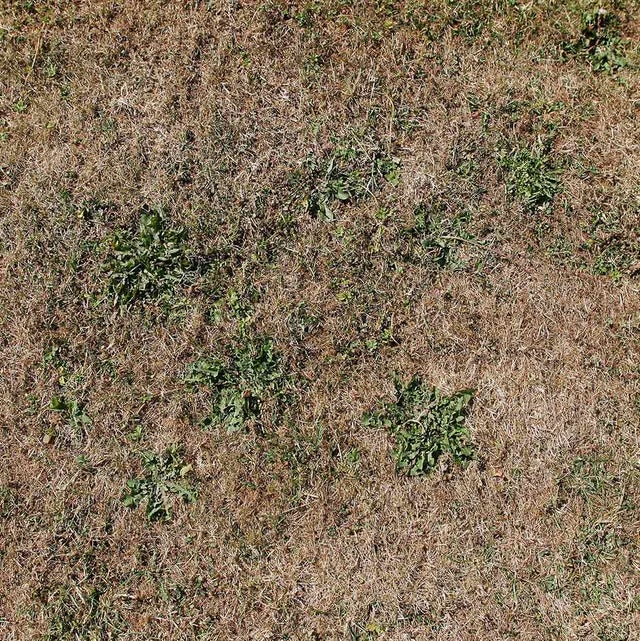 Drought can cause temporary brown patches in a lawn