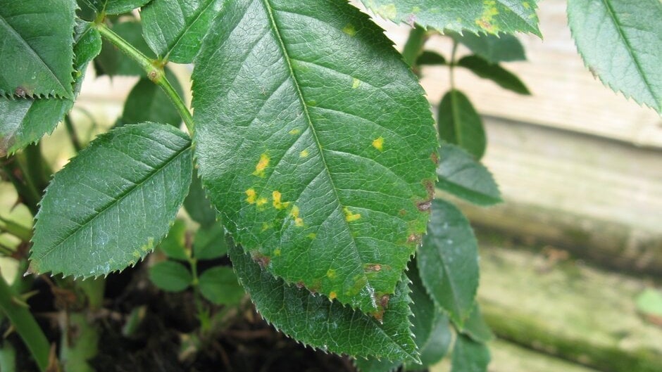 Rust In Roses Rose rust: Symptoms & Control | RHS Advice