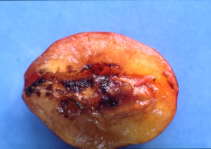 Spotted Wing Drosophila: Fruit Fly Control | RHS Advice