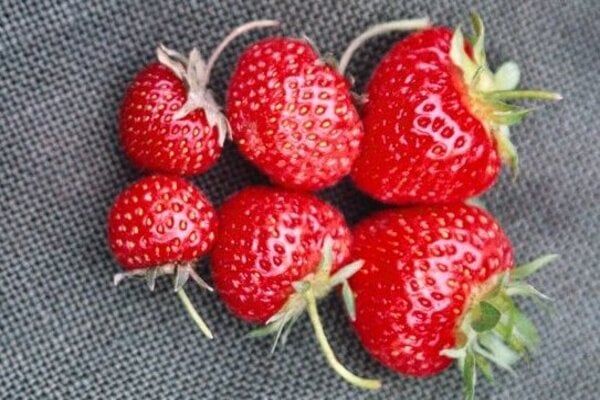 ‘Cambridge Favourite’ AGM