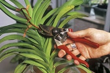 A little general maintenance, such as removing dead flower stalks, helps ensure plants are in good condition for when you return from holiday. Credit: RHS/Tim Sandall.