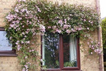 Brighten up a wall with a flowering climber such as clematis
