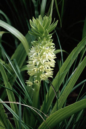 Eucomis