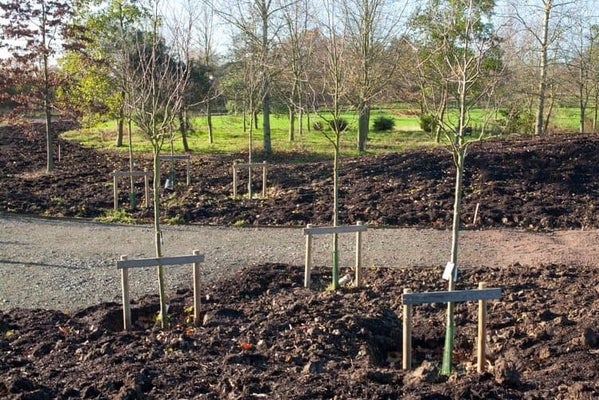 How to Stake a Tree | RHS Advice