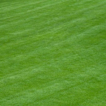 Starting a lawn from seed