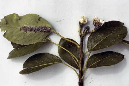 Spotted Wing Drosophila: Fruit Fly Control | RHS Advice
