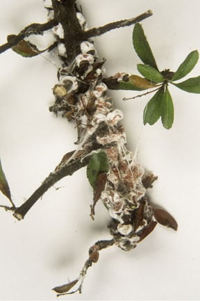 Soft Scale Insects: Identification and Control | RHS Advice