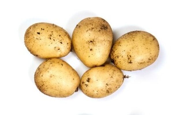 ‘Casablanca’ AGM