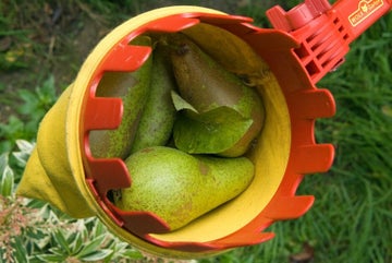 How to grow pears | RHS Guide