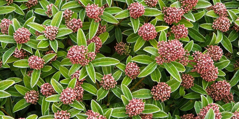 Buy skimmias from RHSplants.co.uk