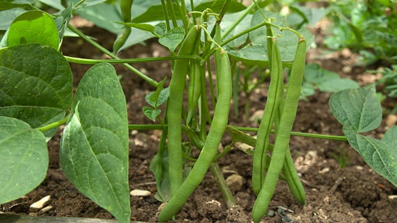 Buy french beans at RHSplants.co.uk
