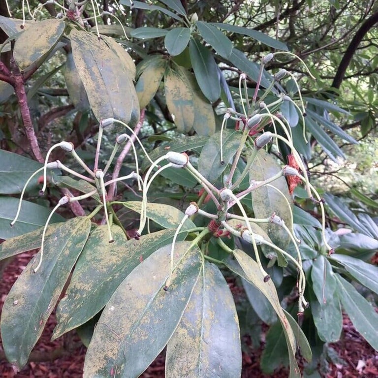 Algae on leaves