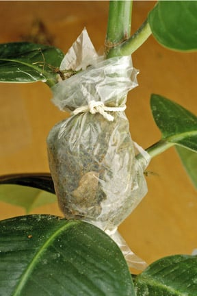 Air layering of plants