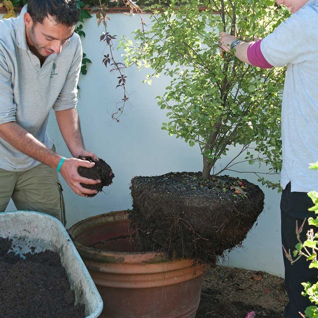 Gardeners in the process of repotting a Pittosporum – adding new compost to the bottom of the pot.