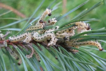 Pine sawflies