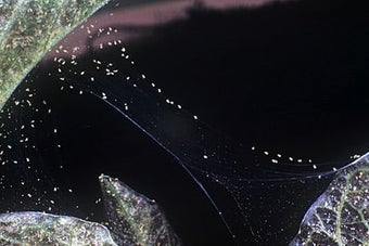 Glasshouse red spider mite