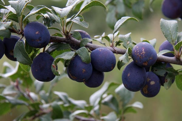 'Farleigh Damson' AGM