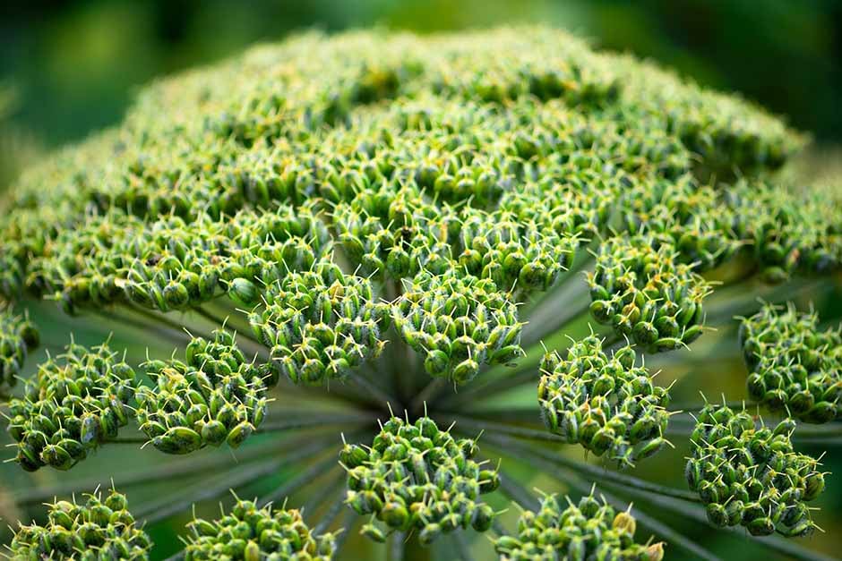 giant-hogweed-rhs-advice