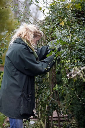 Rose pruning: rambling roses