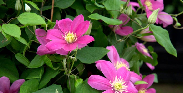 Clematis