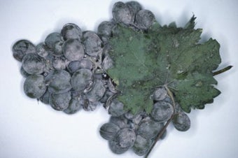 Grapevine diseases