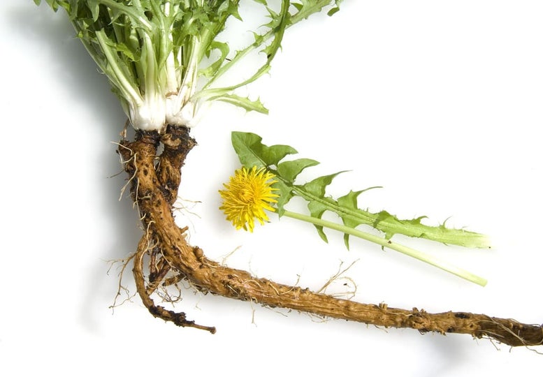 Dandelion | RHS Advice