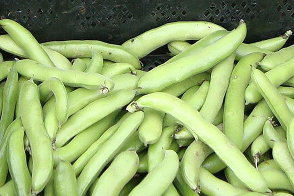 ‘Witkiem' - Manita AGM